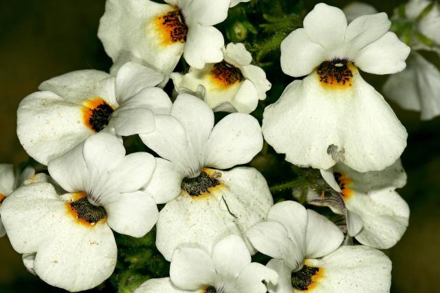 Némésia (Nemesia strumosa) : plantation, floraison et entretien