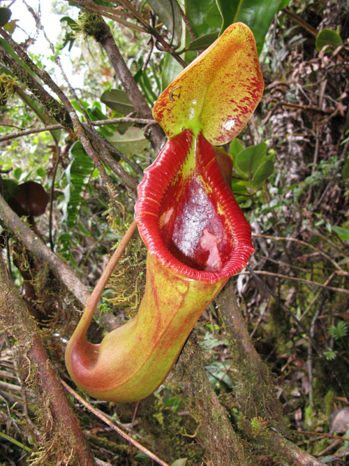 Nepenthes : entretien, arrosage et culture en pot