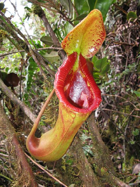 Nepenthes