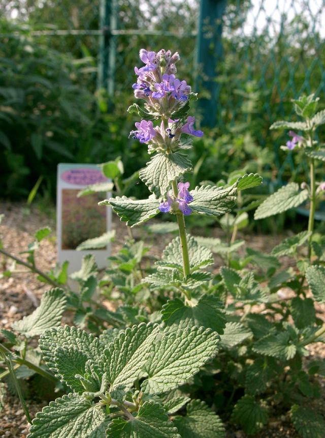 Népéta de Faassen (Nepeta × faassenii) : plantation, taille et entretien