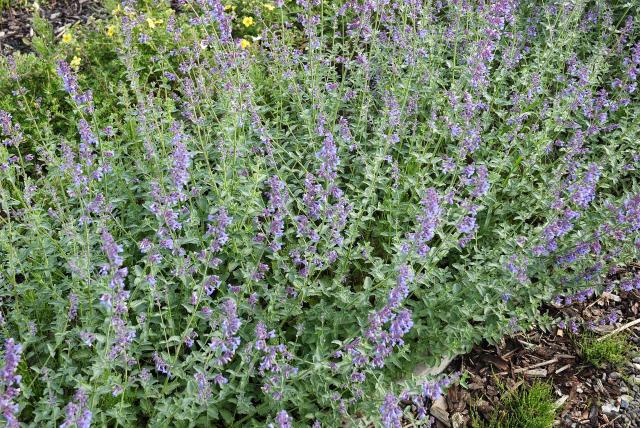 Népéta (Nepeta × faassenii) : plantation, taille et entretien