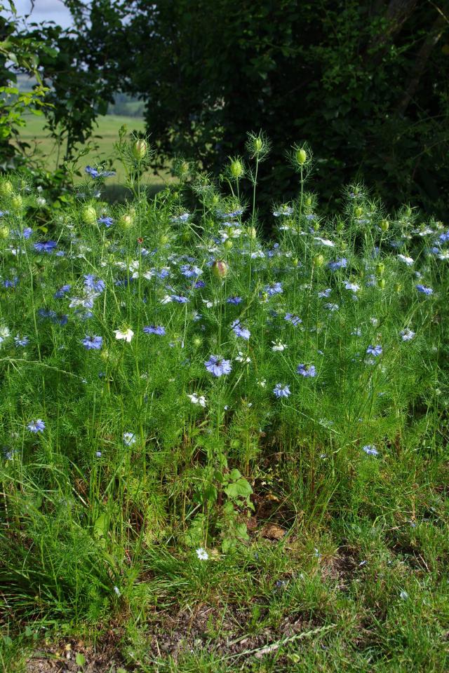 Nigelle de Damas (Nigella damascena) : semis, culture et entretien