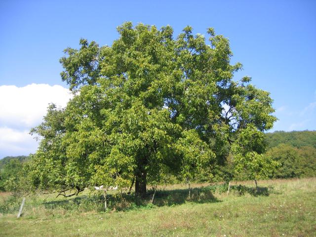 Noyer commun (Juglans regia) : plantation, taille et récolte des noix