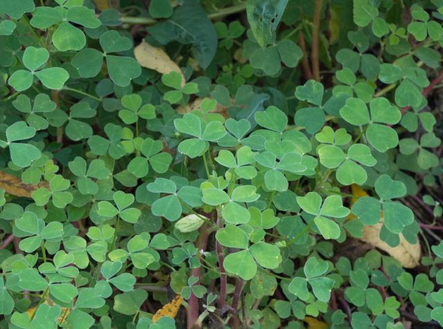 Oca du Pérou (Oxalis tuberosa) : plantation, culture et récolte