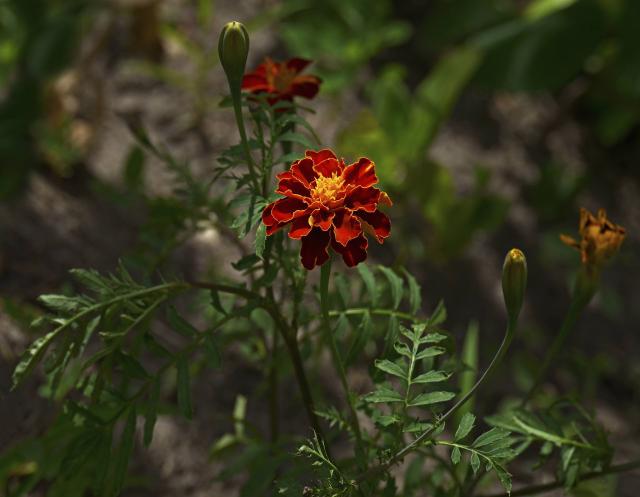 Œillet d'Inde (Tagetes patula) : semis, plantation et entretien