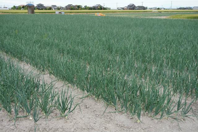 Oignon (Allium cepa) : plantation, entretien et récolte