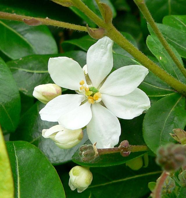 Oranger du Mexique (Choisya ternata) : plantation, taille et entretien