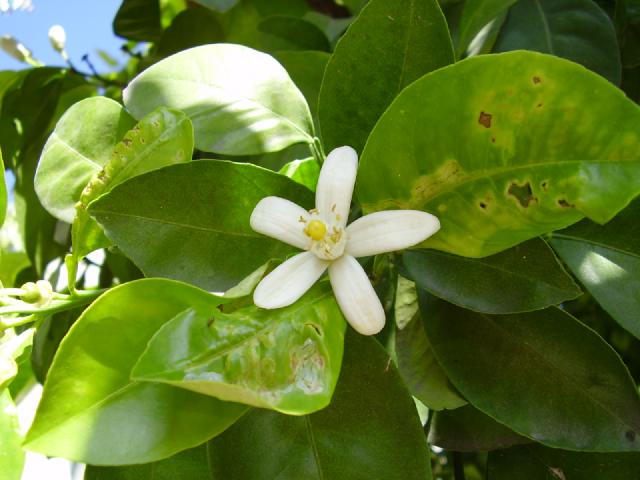 Oranger (Citrus × sinensis) : plantation, entretien et culture en pot