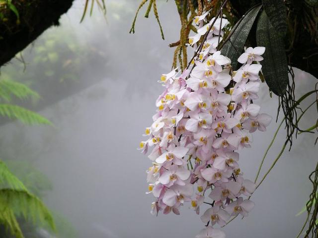 Orchidee phalaenopsis : entretien, arrosage et refloraison en interieur