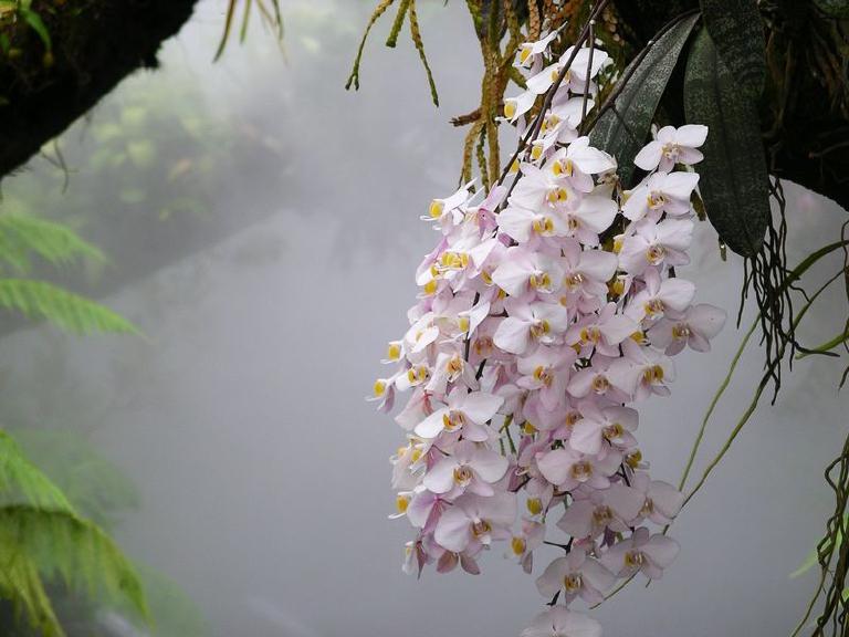 Orchidee phalaenopsis