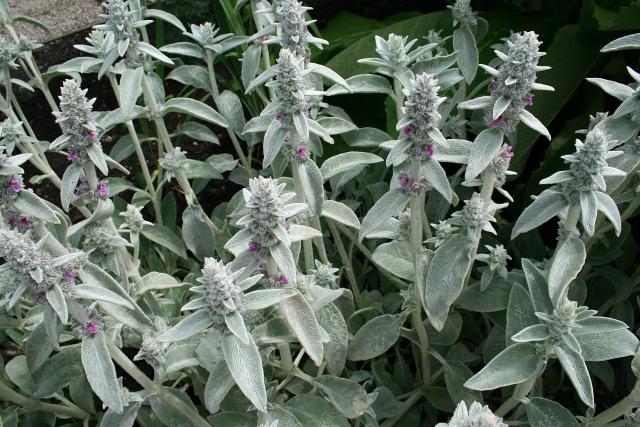 Oreille d'ours (Stachys byzantina) : plantation, entretien et erreurs à éviter