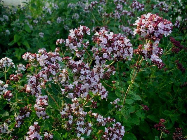 Origan (Origanum vulgare) : plantation, entretien et récolte