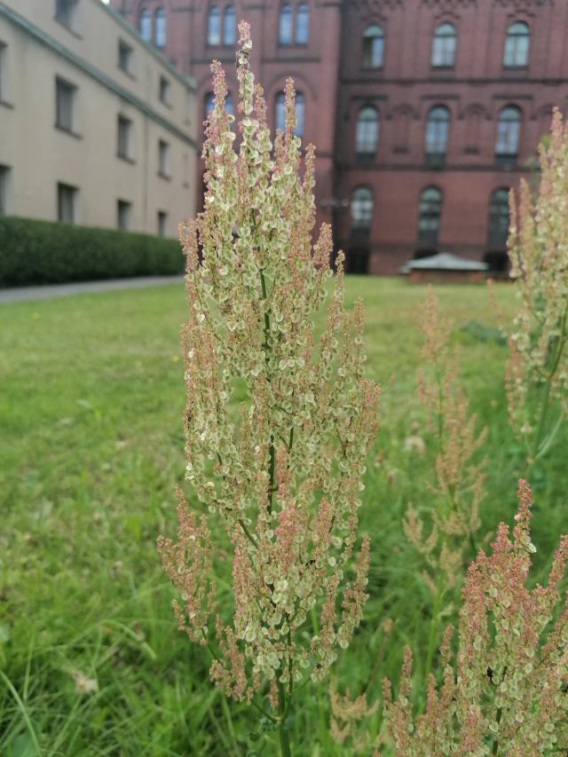Oseille (Rumex acetosa) : culture, entretien et récolte