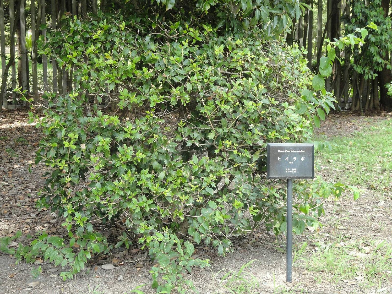 Osmanthe