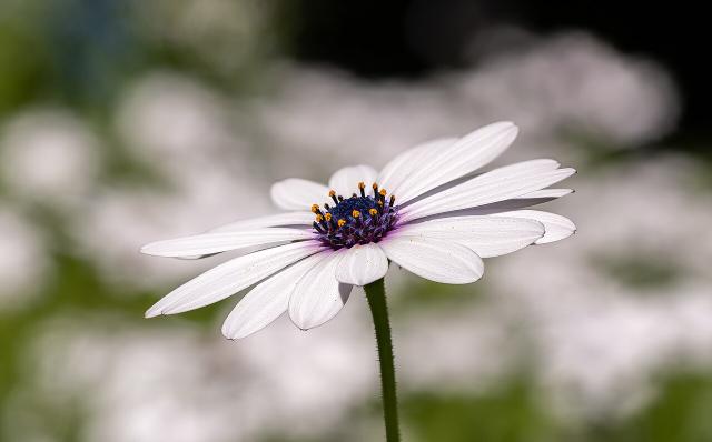 Osteospermum (Osteospermum ecklonis) : plantation, floraison et entretien