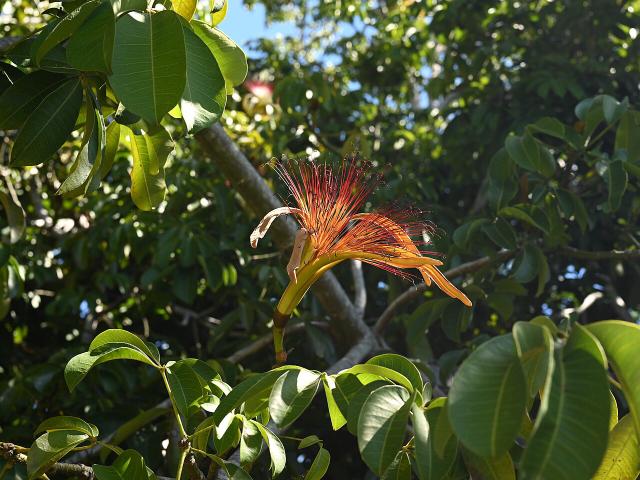 Pachira aquatica : entretien, arrosage et culture en interieur