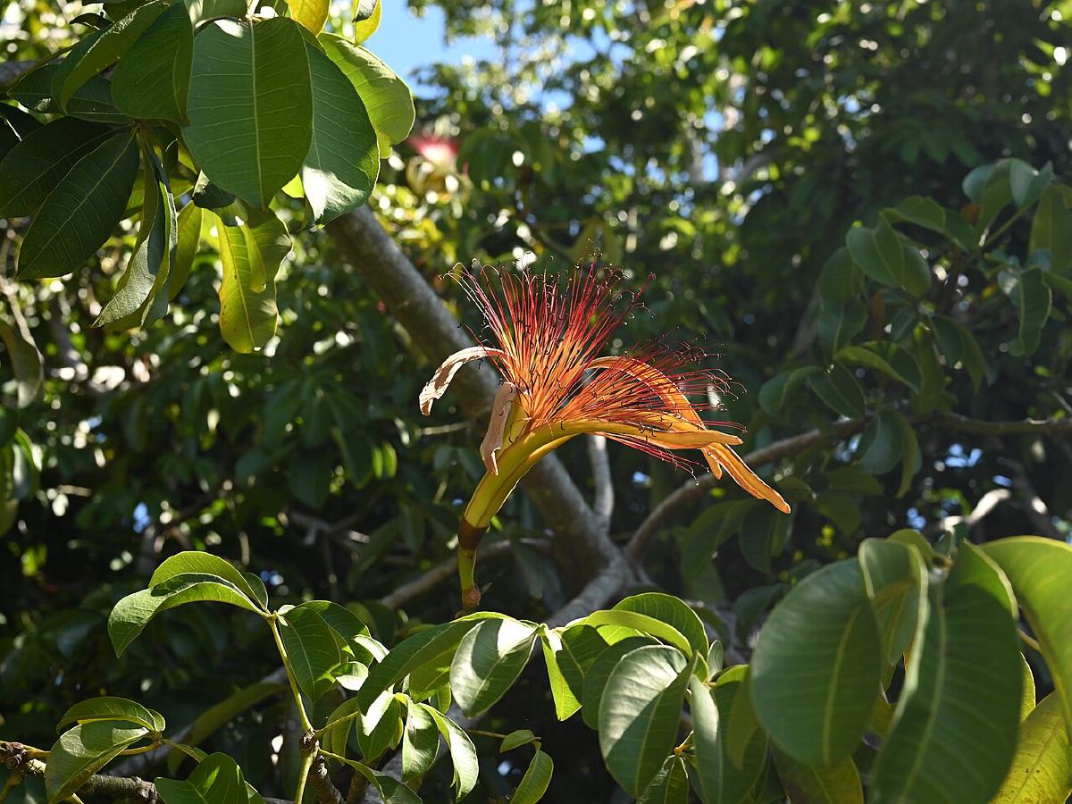 Pachira aquatica