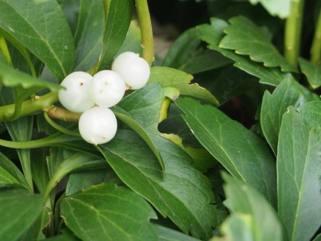 Pachysandre du Japon (Pachysandra terminalis) : plantation, entretien et couvre-sol d'ombre