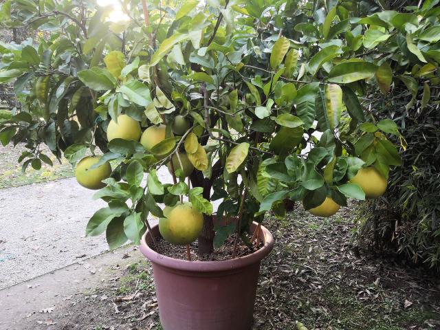 Pamplemoussier (Citrus maxima) : pomelo, culture en pot et récolte