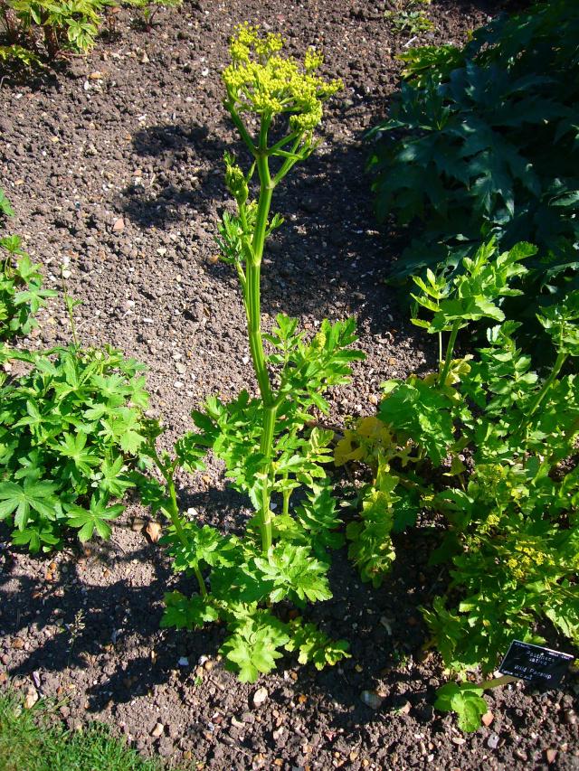 Panais (Pastinaca sativa) : semis, culture et récolte