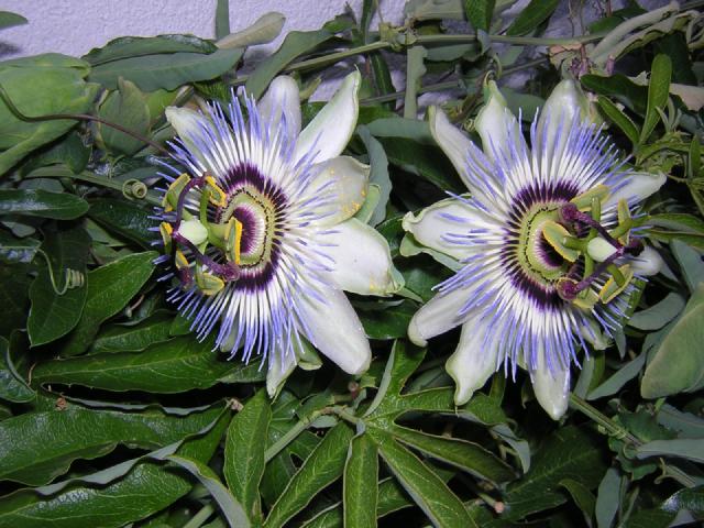 Passiflore (Passiflora caerulea) : plantation, taille et entretien
