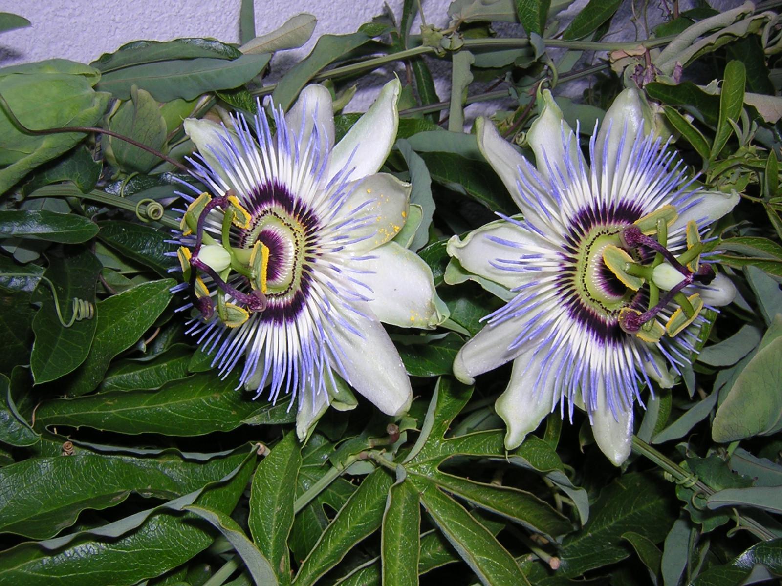 Passiflore