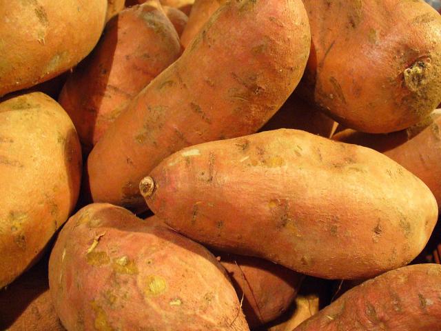 Patate douce (Ipomoea batatas) : plantation, culture et récolte