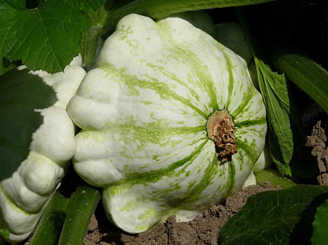 Pâtisson (Cucurbita pepo var. ovifera) : semis, culture et récolte