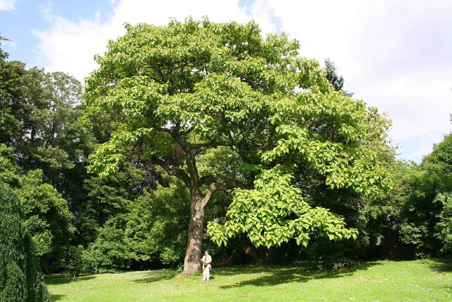 Paulownia tomentosa : croissance rapide, plantation, taille et vigilance