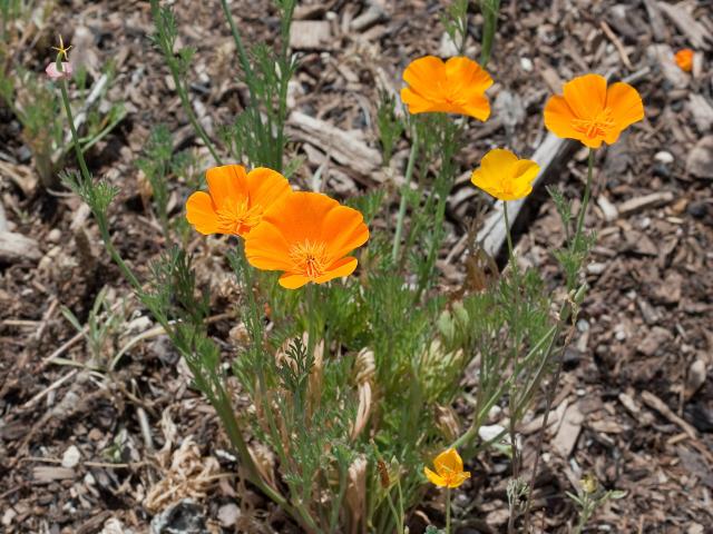 Pavot de Californie (Eschscholzia californica) : semis, culture et entretien