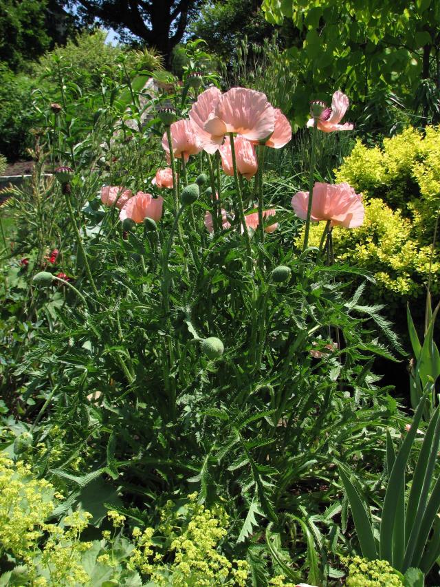Pavot d'Orient (Papaver orientale) : plantation, culture et entretien