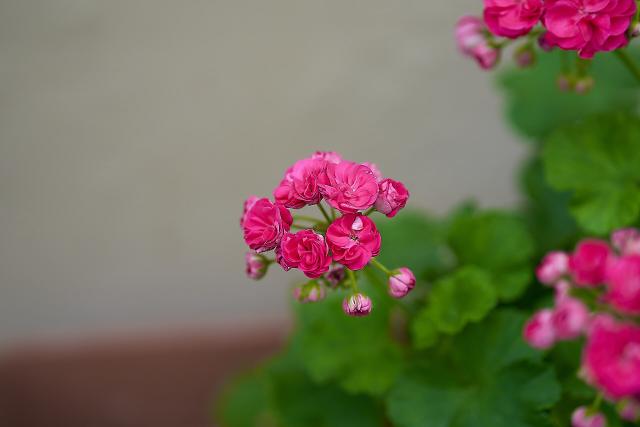 Pélargonium (Pelargonium × hortorum) : plantation, arrosage et entretien