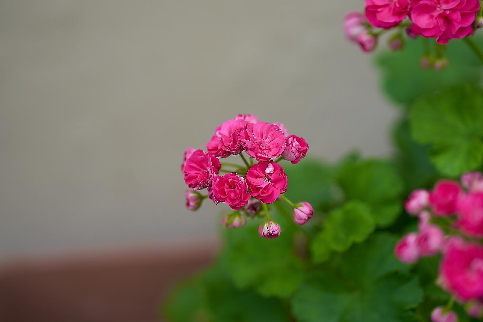 Pélargonium