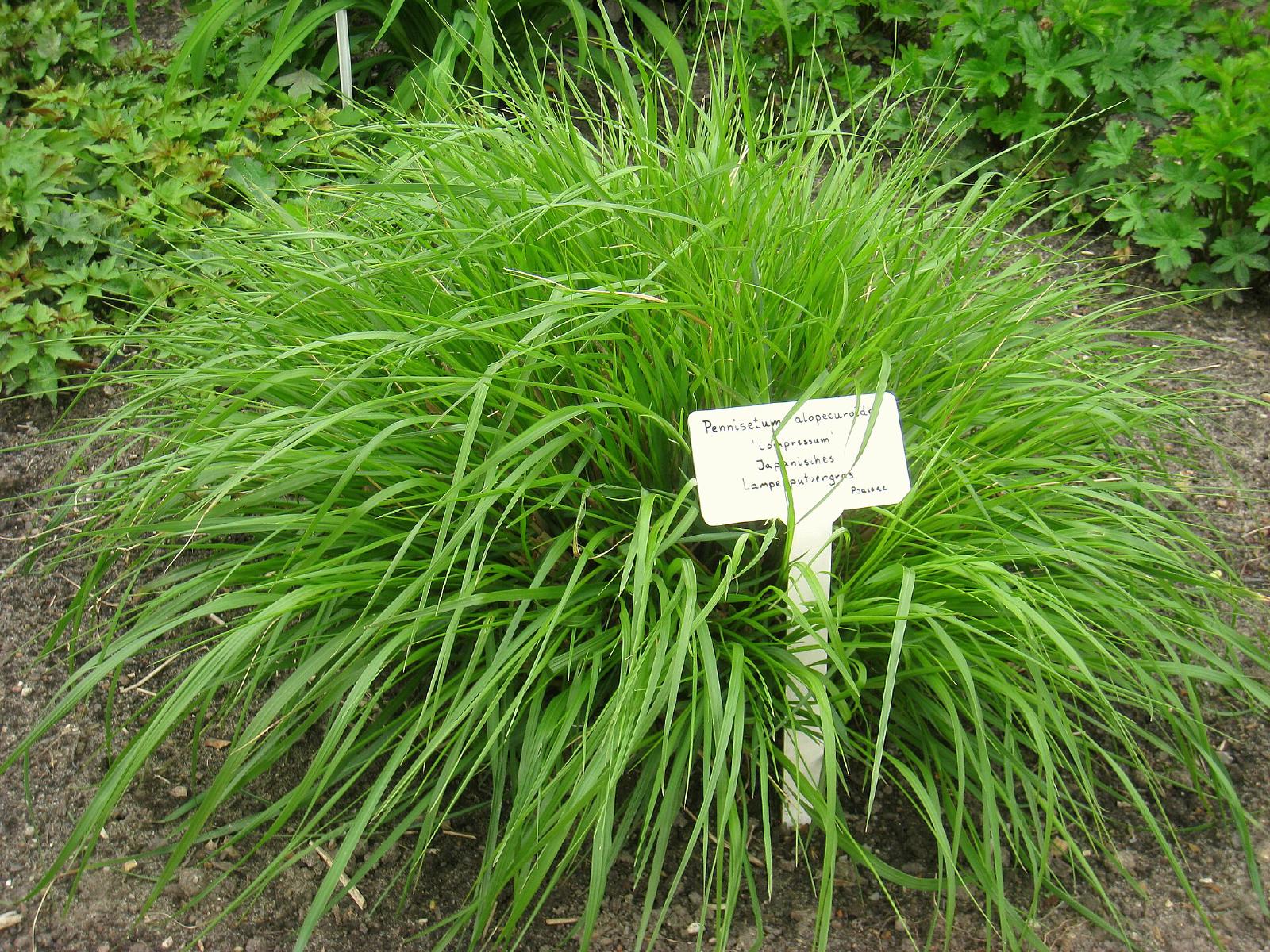 Pennisetum