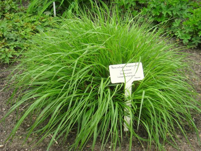 Pennisetum (Pennisetum alopecuroides) : plantation, taille et entretien