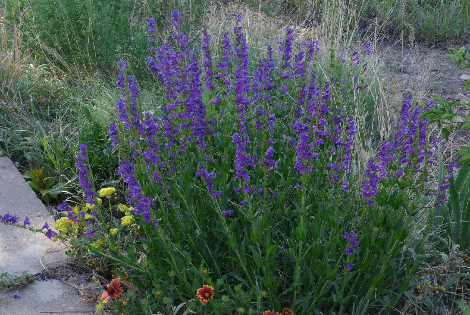 Penstemon