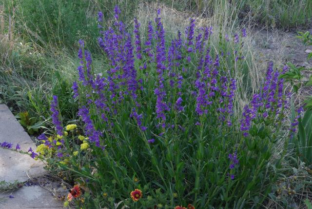 Penstemon : plantation, floraison et entretien