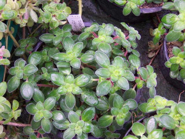 Peperomia obtusifolia : entretien, arrosage et culture en interieur