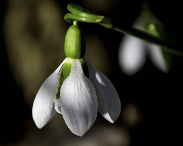 Perce-neige (Galanthus nivalis) : plantation, floraison et entretien