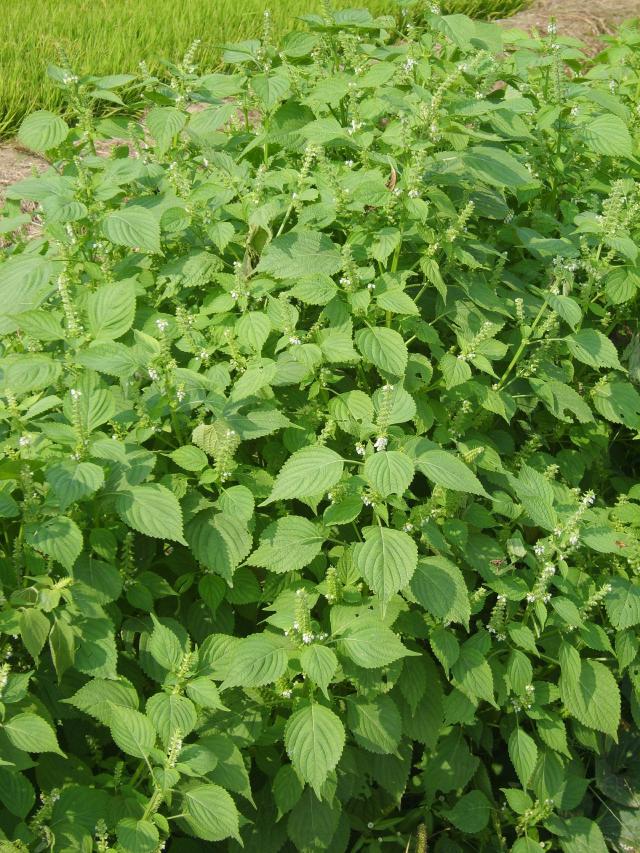 Pérille (Perilla frutescens) : semis, culture et récolte