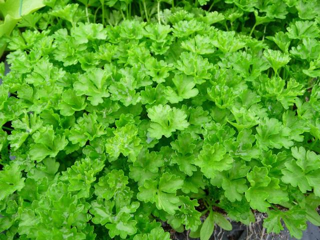 Persil (Petroselinum crispum) : semis, culture et entretien