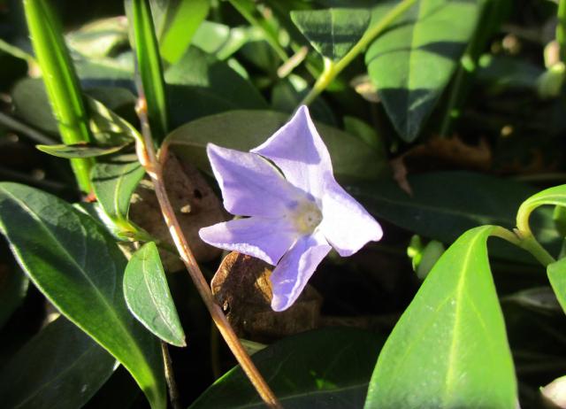 Pervenche (Vinca minor) : plantation, entretien et couvre-sol