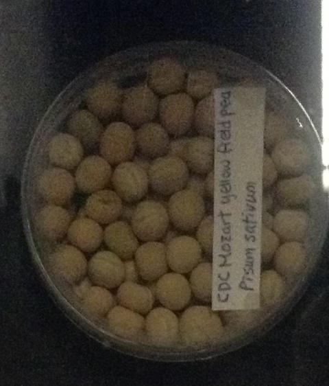 Petit pois