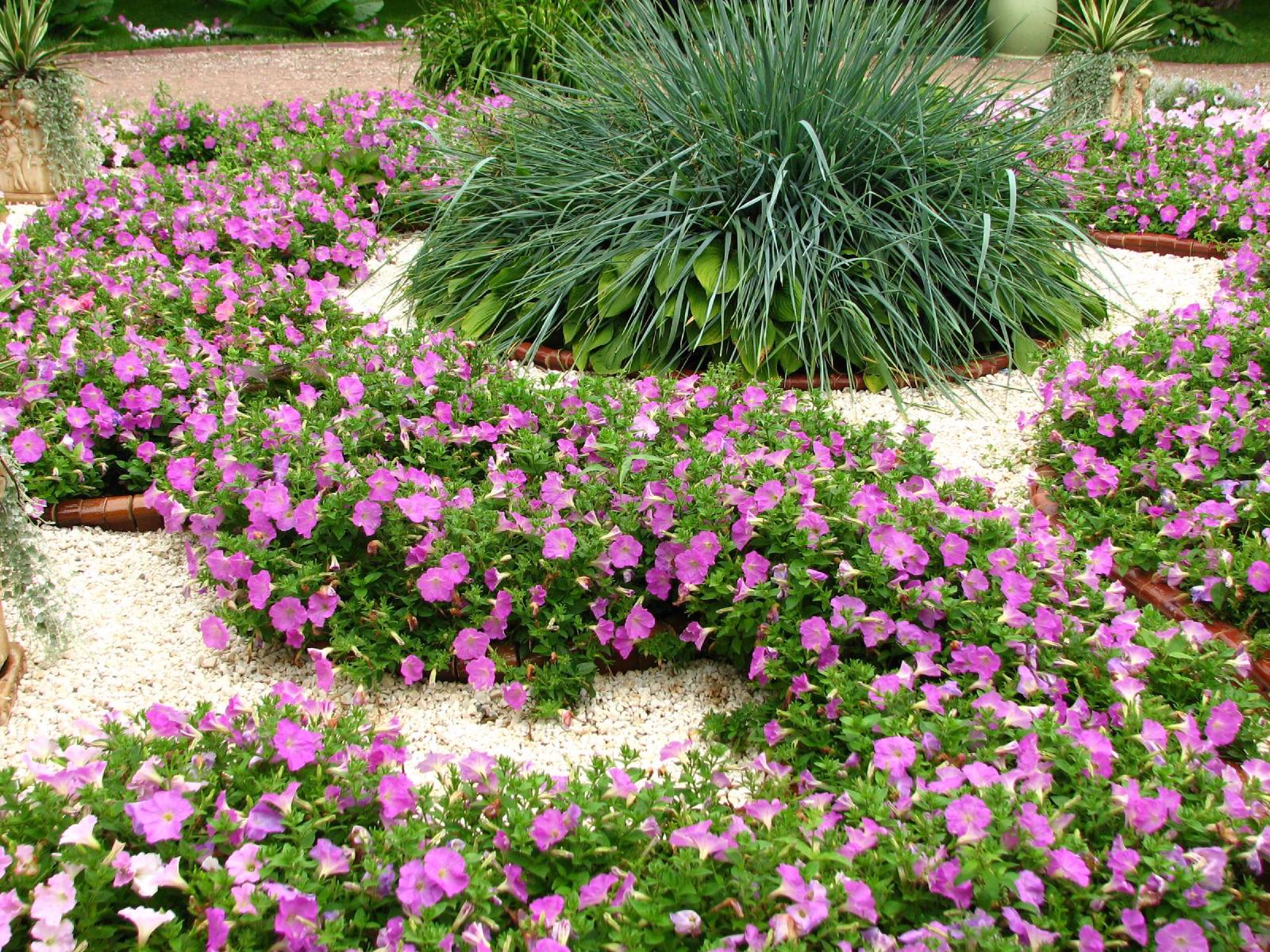 Pétunia