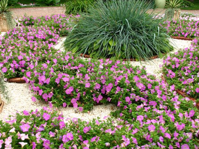 Pétunia (Petunia × atkinsiana) : plantation, arrosage et entretien