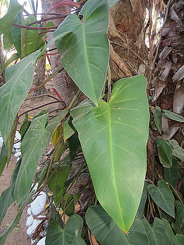 Philodendron hederaceum : entretien, arrosage et culture en interieur