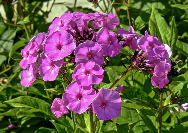 Phlox paniculé (Phlox paniculata) : plantation, floraison et entretien