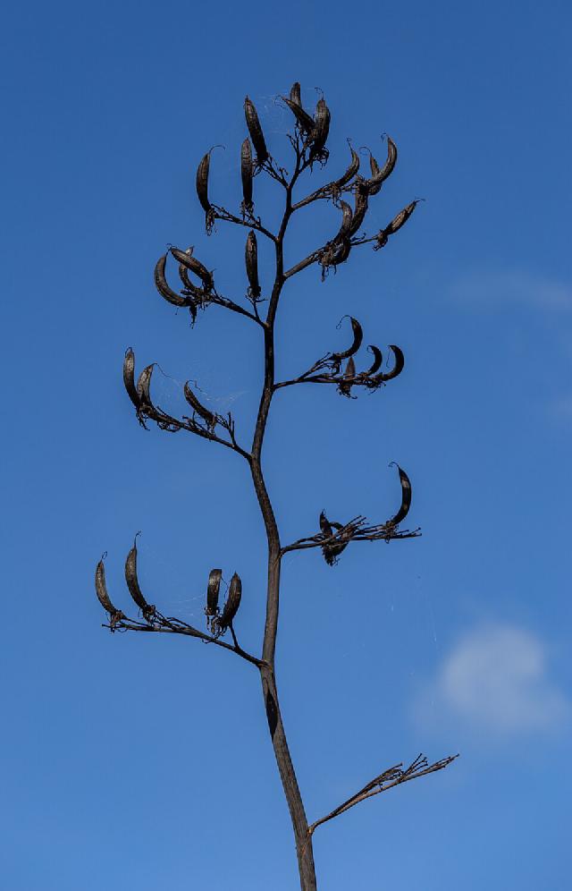 Phormium (lin de Nouvelle-Zélande) : plantation, entretien et culture en pot
