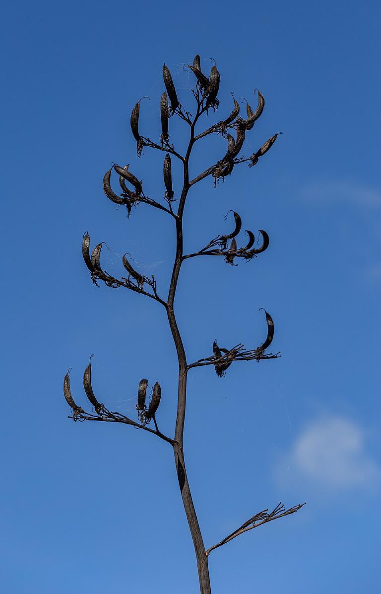 Phormium