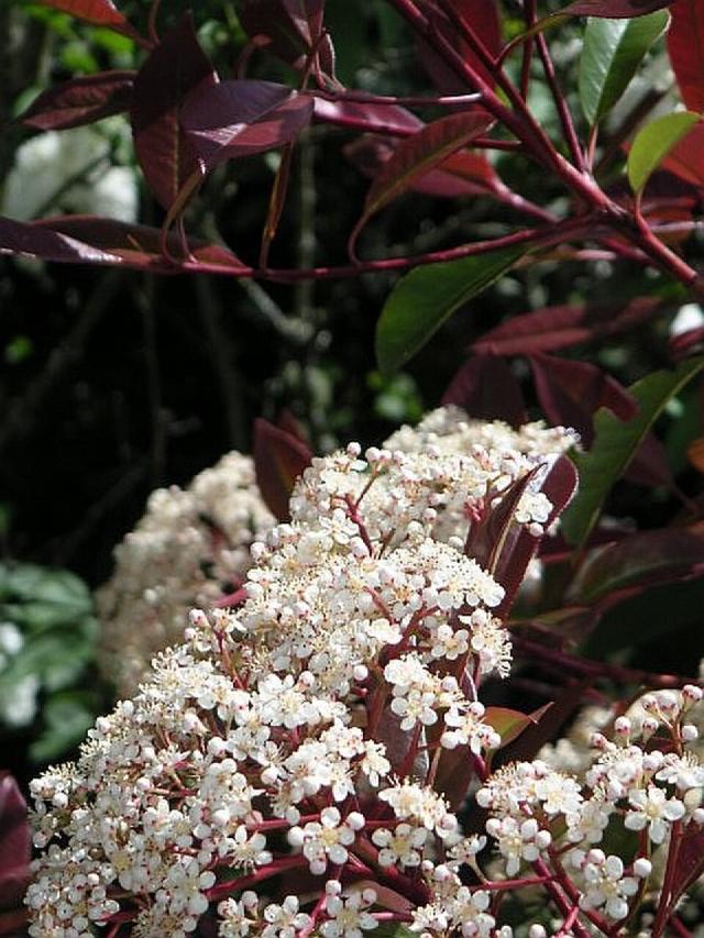 Photinia Red Robin (Photinia × fraseri) : plantation, taille et entretien